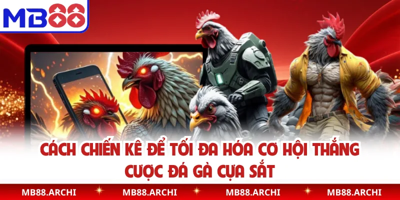 Cách chiến kê để tối đa hóa cơ hội thắng cược đá gà cựa sắt